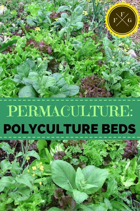 Permaculture: What is Polyculture + examples Permaculture Vegetable Garden, Plant Guilds, Guerilla Gardening, Permaculture Farm, Food Forest Garden, Permaculture Principles, Plants Growing, Permaculture Gardening, Backyard Vegetable Gardens