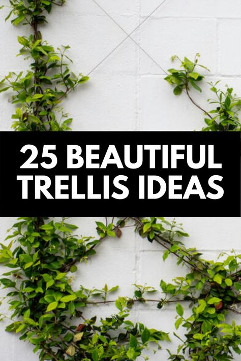 Trellis Color Ideas, Trellis Ideas On House, Vine Trellis On House, Lattice Vertical Garden, Trellis Ideas For Wisteria, Front House Trellis, Lattice With Vines, Vine Structure Trellis Ideas, Modern Garden Trellis Ideas