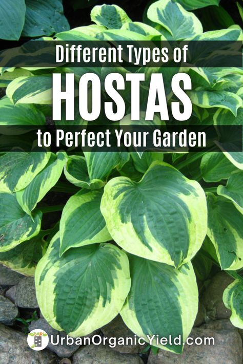 Looking to add some variety to your garden? Hosta plants are a great choice for those shady spots. This post features 10 different types of Hosta plants with unique leaf colors, sizes, and textures. From the classic 'Blue Angel' to the striking 'Sum and Substance', there's a Hosta for every garden style. Learn how to care for these beautiful plants and create a stunning display in your garden this season. Types Of Hostas, Hostas Garden, Transplant Hostas, Hosta Guacamole, Edge Ideas, Garden Perennials, Plantain Lily, Hosta Varieties, Hosta Gardens