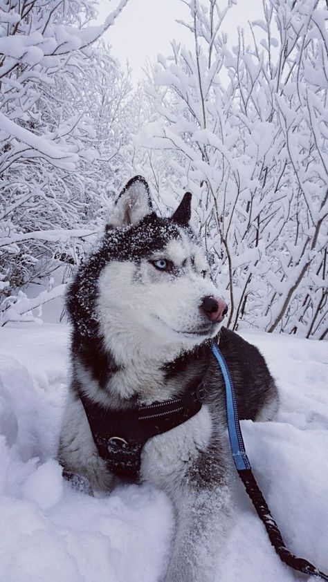 Haski Dog, Husky With Blue Eyes, Baby Huskies, Puppy Photography, Samoyed Puppy, Cute Husky, Husky Mom, Husky Lover, Dog Pics