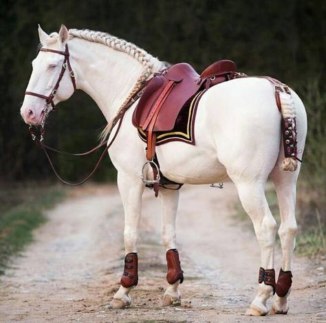 Lusitiano Horseback Riding Lessons, Lusitano Horse, Equestrian Helmet, Riding Lessons, Horse Blankets, White Horses, Equestrian Outfits, Pretty Horses, Horse Photography