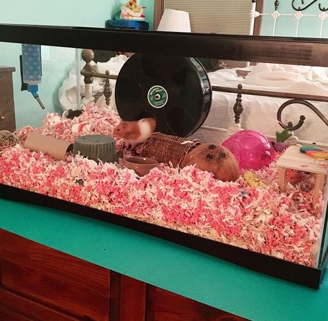 Luna is very much enjoying her pink and fluffy home Preppy Hamster Cage, Pink Hamster Cage Theme, Hamster Tank Ideas, Hamster Cage Ideas Tanks, Pink Hamster Cage, Pink Hamster, Hamster Cage Ideas, Hamster Tank, Hamster Bin Cage