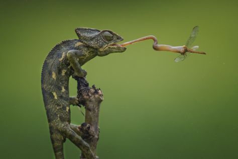 A chameleon catches a dragonfly for dinner in this National Geographic Your Shot Photo of the Day. Chameleon Tongue, National Geographic Animals, Turtle Images, Lion Images, Shot Photo, Salalah, Reptiles And Amphibians, Wildlife Animals, Amphibians