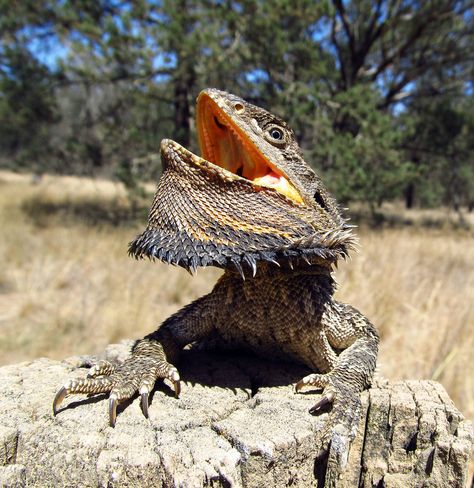 Holy smokes did we have a dilemma at the Brakeman household. It started a few days ago when the kids found out that I would be working on a PetSmart commercial. I had tried to keep this secret from… Eastern Bearded Dragon, Dragon Funny, Bearded Dragon Funny, Chinese Water Dragon, Beard Images, Bearded Dragon Diet, Dragon Character, Gila Monster, Black Beard