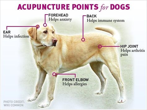 Acupuncture points for Dogs Pet Healing, Pet Remedies, Holistic Pet Care, Animal Reiki, Dog Remedies, Best Dog Toys, Food Homemade, Acupuncture Points, Dog Info