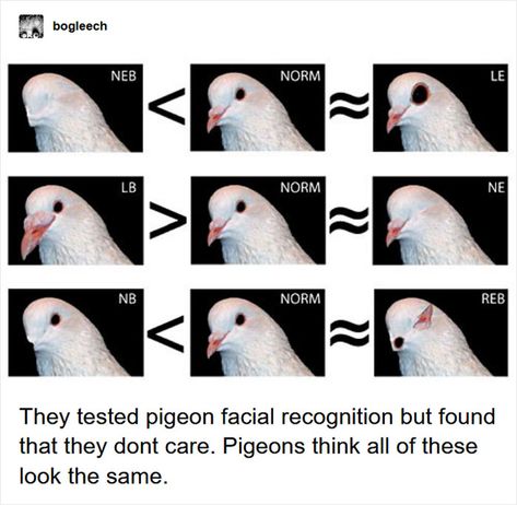 Is This A Pigeon, This User Is, Very Funny Images, Hello Memes, Tumblr Users, Face Recognition, Facial Recognition, Here On Earth, Silly Images