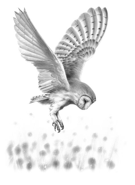 'Barn Owl in Flight II' Original Drawing Barn Owl Drawing, Barn Owl Tattoo, Owl Tattoo Small, Owl Tattoo Drawings, Owl In Flight, Owl Sketch, Fly Drawing, Flying Tattoo, Owl Artwork