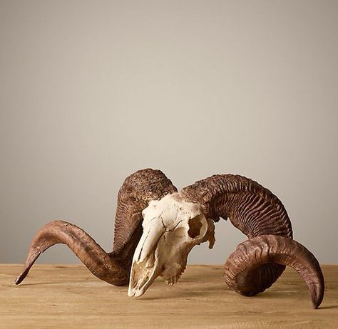 Ram skull Rabastan Lestrange, Skull Reference, Animal Skeletons, Ram Skull, Animal Skull, Vulture Culture, Ram Horns, Animal Bones, Marco Polo