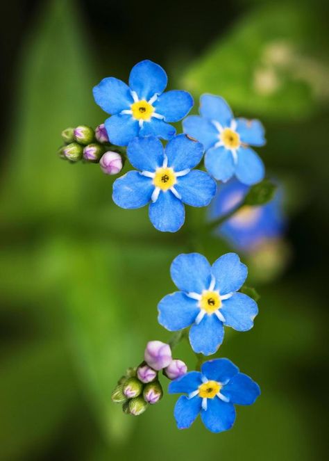 Forget Me Not Flowers, Color Crayons, Forget Me Nots, Forget Me Not, Just For Me, A Color, Watercolor Art, Royalty Free Stock Photos, This Is Us