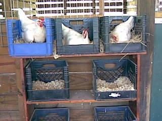 Building Chicken Coop, Chicken Roost, Walk In Chicken Coop, Easy Chicken Coop, Chicken Shed, Box Hacks, Chicken Nesting Boxes, Diy Chicken Coop Plans, Nest Box