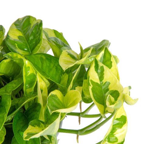 A sport of Global Green Pothos (the hottest new Pothos in 2022!), Lemon Meringue features bright, golden-yellow leaf edges surrounding a medium-green center. Like other pothos, it's perfect to trail in a hanging basket, grow on a desk or tabletop, or climb a wall or totem. No matter where you grow it, give it bright light for best variegation. Global Green Pothos, Variegated Pothos, Pothos Varieties, Easy To Grow Houseplants, Low Light House Plants, Types Of Houseplants, Parlor Palm, Golden Pothos, Corn Plant