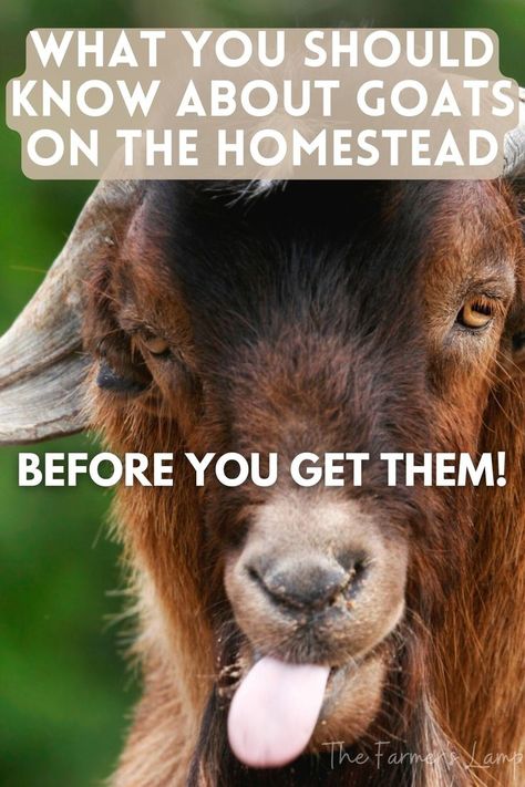 male goat Farm Goats, Chicken Board, Homestead Animals, Board Covers, The Homestead, The Goat, On The Farm, Pigs, The Farm