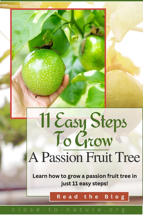 🌱🍈 From planting to pruning and everything in between, this guide will help you cultivate a thriving passion fruit tree at home. 🌿🏡 Enjoy sweet, juicy fruits right from your garden! 🍃💚 #GardeningTips #ContainerGardening #HomeGardening #FruitGardening #GardeningForBeginners #OrganicGardening #PassionFruitGrowing Passion Fruit Tree, Yellow Passion Fruit, Fruit Nutrition Facts, Trust You, Fruit Tree, Growing Fruit, Please Stay, Juicy Fruit, Fruit Garden