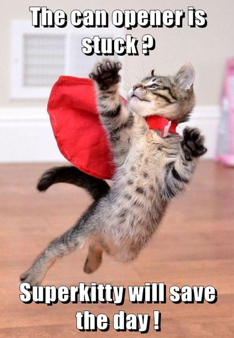 Superkitty will save the day ! Söt Katt, Super Cat, Backstreet Boys, Cute Cats And Kittens, Funny Animal Pictures, Crazy Cats, Cool Cats, Kittens Cutest, A Cat