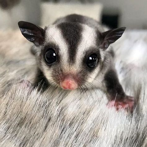 Sugar Glider Aesthetic, Sugar Glider Pet, Animal Aesthetic, Sugar Gliders, Human Babies, Paws And Claws, Reptiles Pet, Sugar Glider, Cute Memes