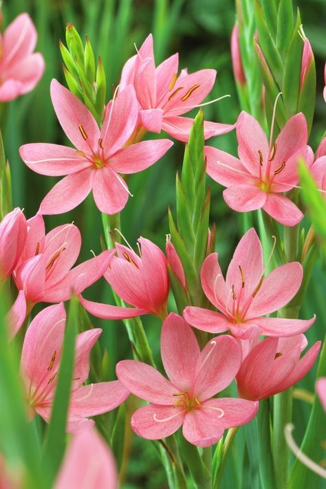 Schizostylis Coccinea, Outdoor Flowering Plants, Burford Garden Company, Bulbous Plants, Architectural Plants, Rain Lily, Growing Gardens, Long Flowers, Flowers Tattoo