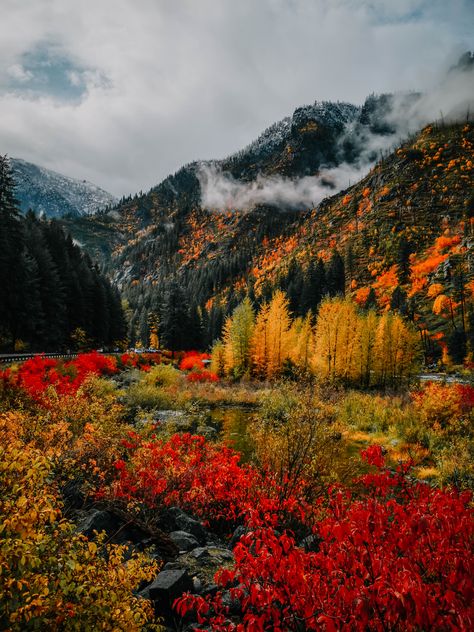 Nature Fall Photography, Forest In The Fall, Fall Leaves Mountains, Fall In The Woods, Colorful Fall Aesthetic, Colorful Nature Photography, Pacific Northwest Fall, Pnw Fall Aesthetic, Autumn Landscape Aesthetic