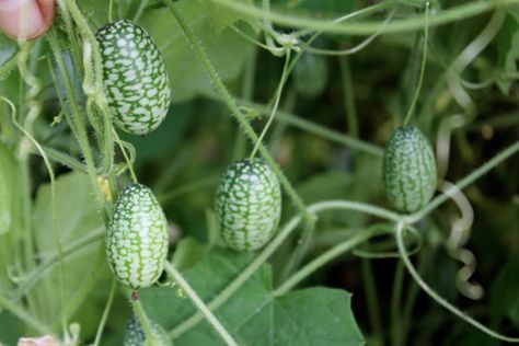 Aronia Melanocarpa, Refrigerator Pickle Recipes, Small Trellis, Small Cucumber, Refrigerator Pickles, Cucumber Seeds, Pickling Recipes, Exotic Plants, Growing Vegetables