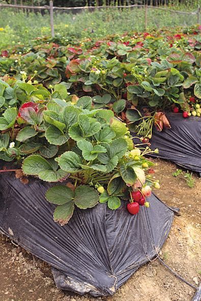 Building Planter Boxes, Growing Strawberries, Gardening Techniques, Strawberry Plants, Cold Frame, Home Vegetable Garden, Drip Irrigation, The Soil, Kitchen Garden