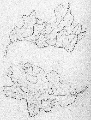 Fallen Leaves (Nature Journal) Pile Of Leaves Drawing, Falling Leaves Drawing, Doodles Plants, Skeletal Leaves, Fall Leaves Drawing, Leaves Drawing, Leaves Sketch, The Last Leaf, Autumn Leaves Art