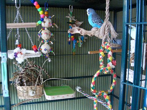 It's a big misconception that you can put small birds in tiny cages and that they'll be ok. In fact, almost NONE of the cages they sell  in typical pet stores are good enough to be daytime cages for ANY bird. But here are some great examples of budgie cages that make the grade. Bird Cage Setup Ideas, Parakeet Cage Ideas Budgies, Budgie Cage Ideas, Budgie Cage Setup Ideas, Budgie Cage Setup, Budgie Cage Setup Aesthetic, Budgie Room, Parakeet Care, Budgie Cage