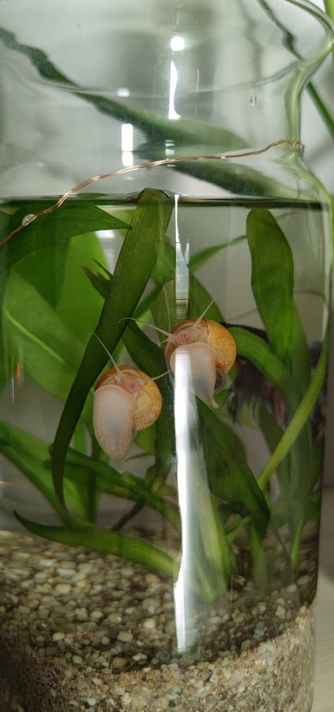 Snails in a Betta Bowl Snail Fish Tank, Snail Aquarium, Bowl Aquarium, Snail Tank, Apple Snail, Frog Terrarium, Fish Tank Terrarium, Betta Fish Types, Cool Fish Tanks