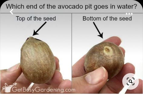 Grow Avocado From Pit, Avocado Tree From Seed, Avocado Growing, Avocado From Seed, Avocado Plant From Seed, Growing Avocado, Avocado Seed Growing, Avocado Trees, Avocado Pit