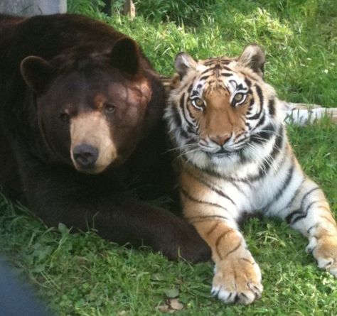 Noahs Ark Animals, Unlikely Friends, Tiny Puppies, Animals Friendship, Bear Pictures, Pretty Animals, Animal Sanctuary, Silly Animals, Black Bear