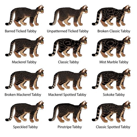 Cat Genetics Guide: Tabby Patterns How To Draw Cat Fur Patterns, Cat Genetics Chart, Cat Coat Colors Chart, Tabby Cat Patterns, Cat Fur Colors, Cat Colors Chart, Hollyleaf Warriors, Tabby Patterns, Classic Tabby Cat