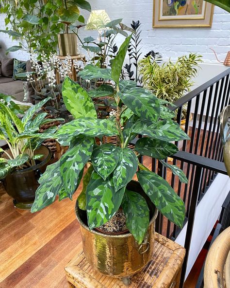 Aglaonema Pictum Tricolor, Aglaonema Tricolor, Pictum Tricolor, Chinese Evergreen Plant, Plant Inspiration, Air Cleaning Plants, Plant Wishlist, Plant Mama, Chinese Evergreen