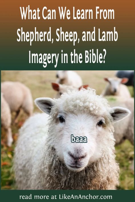 I Am The Door, Feed My Sheep, Passover Lamb, Sheep And Lamb, Hebrew Words, The Good Shepherd, The Shepherd, John The Baptist, Greek Words