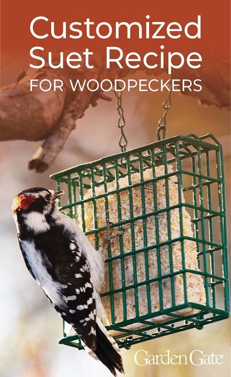 Diy Woodpecker Feeder, Woodpecker Feeder Diy, Bird Suet Recipes Homemade, Humming Bird Cake Recipe, Diy Suet Cakes, Diy Suet, Suet Recipe, Birds Diy, Backyard Birds Feeders