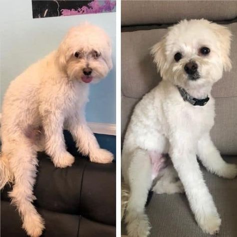 Short Maltipoo Haircut Ideas: 15 Before and After Photos! Maltipoo Full Grown, Maltipoo Haircuts, Maltese Poodle Mix, Lamb Cuts, Maltipoo Dog, Poodle Mix Dogs, Matted Hair, Puppy Cut, Dog Haircuts