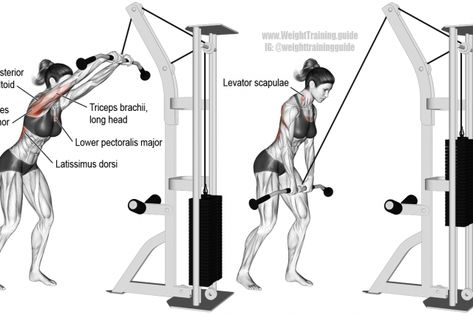 Cable straight-arm pull-down Straight Arm Pull Down, Straight Arm Cable Pulldown, Tricep Pull Down, Cable Pull Down, Pulley Workout, Lat Pullover, Levator Scapulae, Straight Arm Pulldown, Teres Major