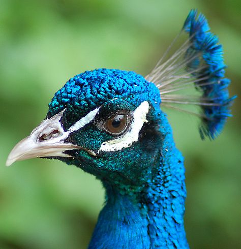 his tail gets a lot of attention, but he also has a handsome face. Peacock Face Painting, Male Peacock, Peacock Images, Peacock Pictures, Peacock Wall Art, Peacock Painting, Peacock Art, Colorful Feathers, Bird Pictures