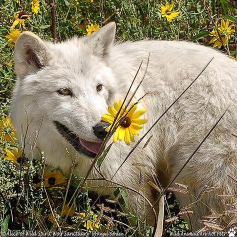 Hello #Spring Howls to your weekend! Rescue, Alice, in the #newmexico #sunflowers. Our native #wildflower Helianthus praetermissus is… Wolf With Flowers, Wolf World, Smelling Flowers, Wolf Images, Wolf Pup, Wolf Spirit Animal, Beautiful Wolves, Wolf Spirit, Wild Spirit