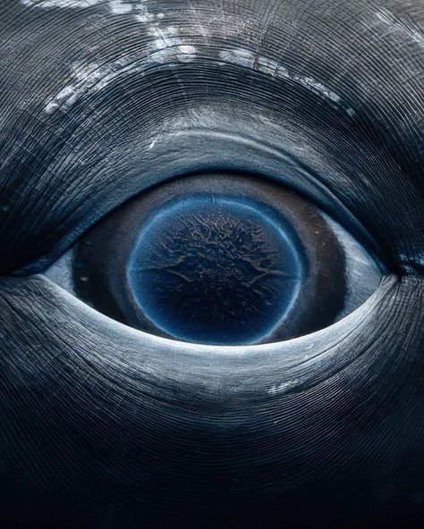 Whale Eye, Eye Close Up, Contact Print, Water Element, Animal Facts, Humpback Whale, Underwater Photography, Photography And Videography, Mother Earth