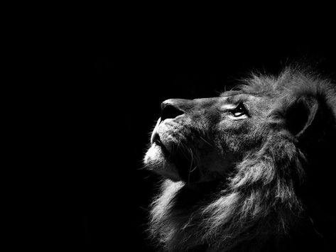 Black Lion HD Wallpaper White Lion Wallpaper, Jaguar Pictures, Lion Hd Wallpaper, Lion Sketch, Black And White Lion, Jaguar Animal, Elephant Wallpaper, Lion Photography, Tiger Wallpaper