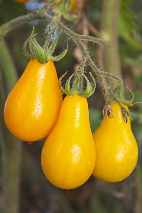 Tips for Growing Perfect Yellow Pear Tomatoes | Gardener’s Path Yellow Pear Tomatoes, Pear Tomatoes, Tomatoes Plants Problems, Tomato Container Gardening, Vegetable Fruit Garden, Tomato Tree, Heirloom Tomatoes Varieties, Black Cherry Tomato, Tomatoes Garden