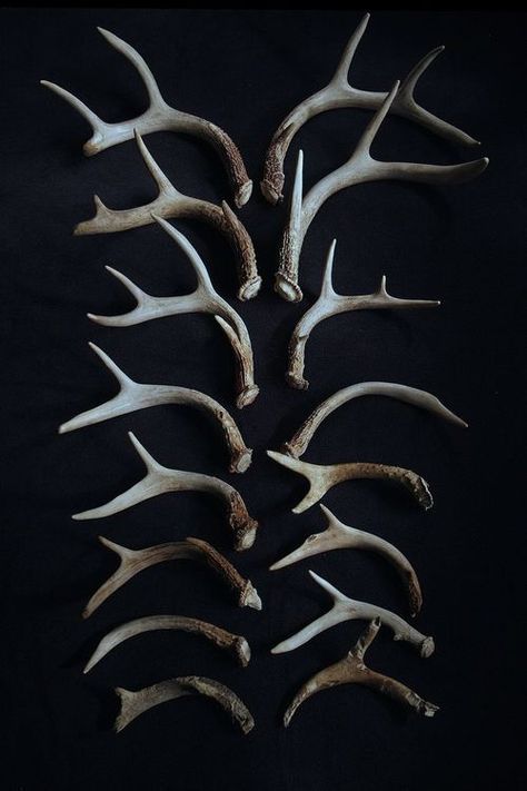 antlers New Victorian, The Grisha Trilogy, Vulture Culture, Will Graham, Skull And Bones, Dragon Age, Skyrim, Natural History, Antlers