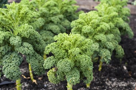 How To Grow An Abundant Supply Of Kale Growing Celery, Fast Growing Vegetables, Growing Kale, Vegetable Garden Planner, Growing Veggies, Heroic Fantasy, Veg Garden, Home Vegetable Garden, Container Gardening Vegetables