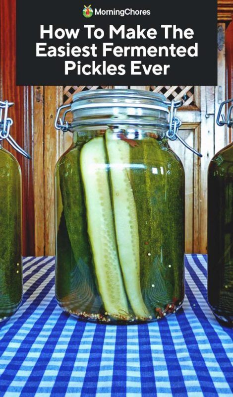 How To Make The Easiest Fermented Pickles Ever Fermenting Pickles, Fermented Pickles Recipe, Pickles Garlic, Lacto Fermented Pickles, Garlic Pickles, Basic Brine, Fermenting Foods, Lacto Fermented, Sour Pickles