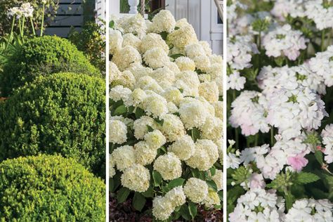 The classic combination of boxwood and hydrangea is sure to add garden interest. Boxwood And Hydrangea, Baby Gem Boxwood, Gem Boxwood, Bobo Hydrangea, Boxwood Landscaping, Hydrangea Landscaping, Boxwood Garden, Southern Living Plants, Yard Landscape