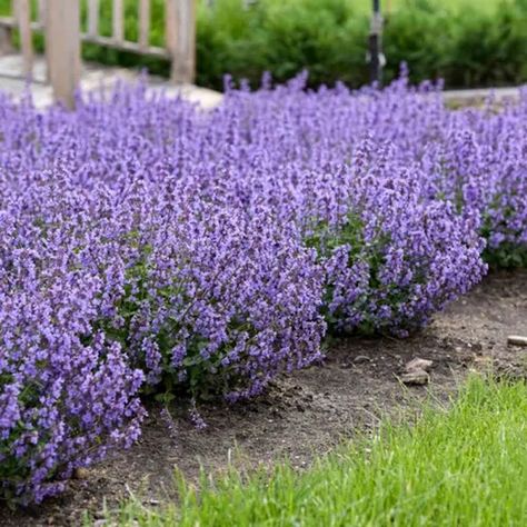 Nepeta – Cat’s Pajamas Catmint Cats Pajamas Nepeta, Globe Arborvitae, Flower Species, Proven Winners Perennials, Southern Living Plant Collection, Easy Perennials, Types Of Hydrangeas, Deer Resistant Perennials, Panicle Hydrangea