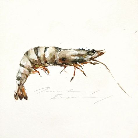 Shrimp Watercolor, Sea Monkeys, Watercolor Blog, Fish Painting, Watercolor Bird, Fish Art, Watercolor Animals, Food Illustrations, Watercolor Art