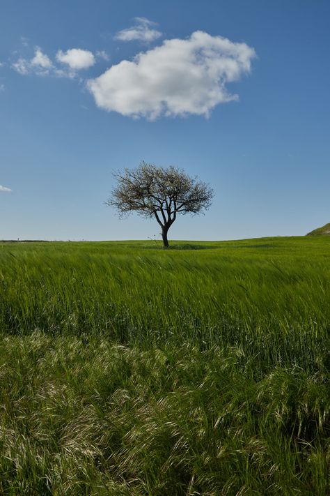 A lone tree in the middle of a grassy field photo – Free Plant Image on Unsplash Grass Background, Creative Commons Images, Grassy Field, Single Tree, Lone Tree, Plant Images, Tree Images, Plant Tree, Forest Wallpaper