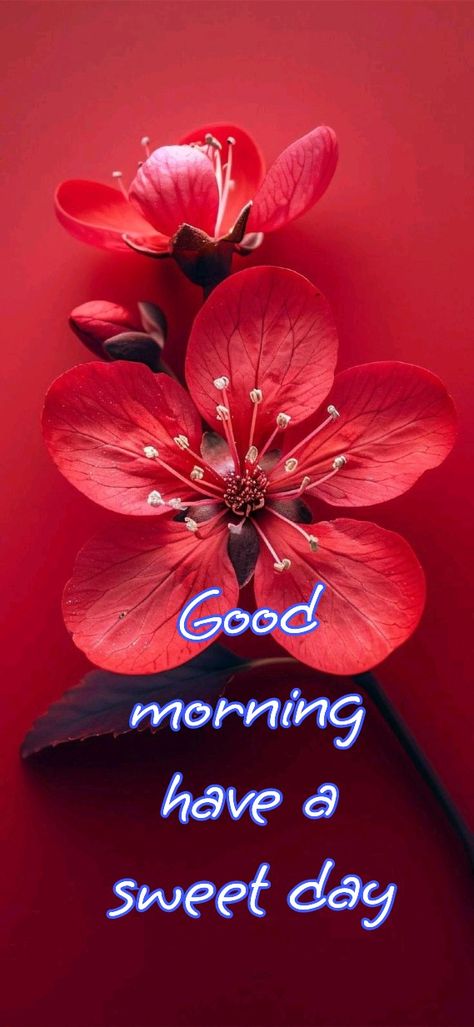 Good Morning Dp, Flower Pic, Trending Photography, Eid Milad, Good Morning Images Download, Good Morning Beautiful Gif, Flowers Quotes, Good Morning Flowers Quotes, Good Morning Roses