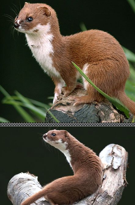 Stoat Art, Weasel Anatomy, Weasel Familiar Dnd, Japanese Weasel, Weasel Animal, Weasel Art, White Weasel, Spotted Tail Quoll, Small Mammals