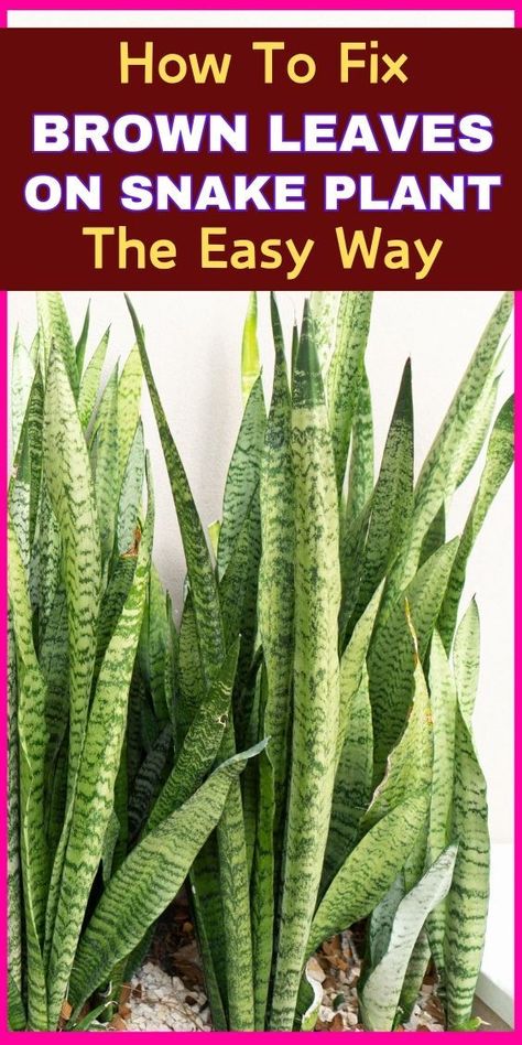 Learn the causes of brown leaves on snake plants, snake plant care tips, snake plant problems, snake plant leaf issues, snake plant health tips, snake plant care guide, snake plant troubleshooting, snake plant leaf discoloration, snake plant leaf problems, snake plant leaf , snake plant leaf browning, snake plant leaf yellowing, snake plant leaf maintenance, snake plant leaf solutions, snake plant leaf discoloration causes, snake plant leaf browning reasons, snake plant leaf yellowing solutions Snake Plant Indoor, Snake Plant Care, Snake Plants, Brown Leaves, House Plant Care, Propagating Plants, Plant Species, The Snake, Snake Plant