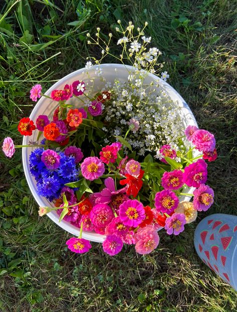 How to Plant Cornflower Seeds - Eden Brothers Planting Guides Bachelor Buttons, Baby S Breath, Seeds, Plants